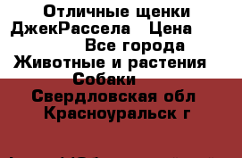 Отличные щенки ДжекРассела › Цена ­ 50 000 - Все города Животные и растения » Собаки   . Свердловская обл.,Красноуральск г.